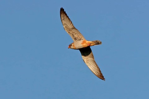Red-footed Falcon, (Falco vespertinu), flight photo, falcon family, Tower Hide, Tiszaalpár,