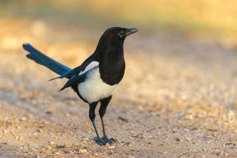 European magpie (Pica pica), Hides De Calera / Lynx Hide, Calera Y Chozas, Castilla La Mancha /