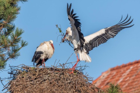 Pair of white stork (ciconia ciconia) building their nest in spring. Bas Rhin, Alsace, France,
