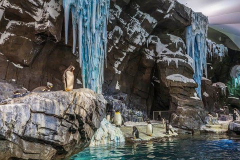 Penguins on display in artificial natural habitat at the Empire of the Penguin attraction in