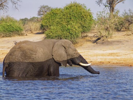 An elephant crosses the Chobe, the lower reaches of the Cuando River, on the border of Namibia and