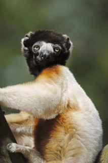 Crown sifaka (Propithecus coronatus, Propithecus verreauxi coronatus), captive, occurring in