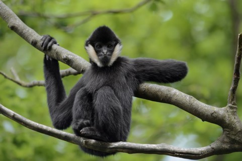 Northern white-cheeked gibbon (Nomascus leucogenys), juvenile, captive, occurrence in Asia