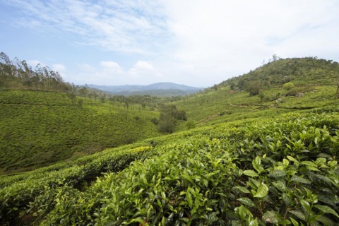 Green hilly landscape with tea plantations, Thekkady, Kerala, India, Asia