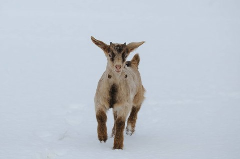 A goatling running in the snowy terrain, Boer goat, domestic goat (Capra aegagrus hircus),