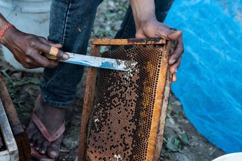 Beekeepers working in a honey production unit near a mustard field on December 17, 2024 in Barpeta,