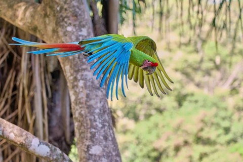 Great green macaw in flight (Ara ambiguus) Costa Rica