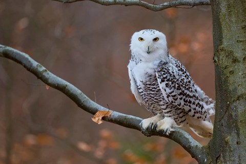 Snowy owl on branch (Bubo scandiacus) captive, Czech Republic, Europe