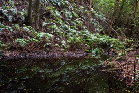 Pools, cloud forest, laurel forest, Garajonay National Park, UNESCO World Heritage Site, La Gomera,