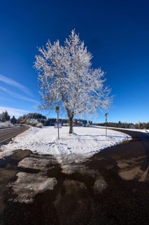Winter landscape with federal road B500, bus stop Gasth. Kreuz and free-standing snow-covered tree,