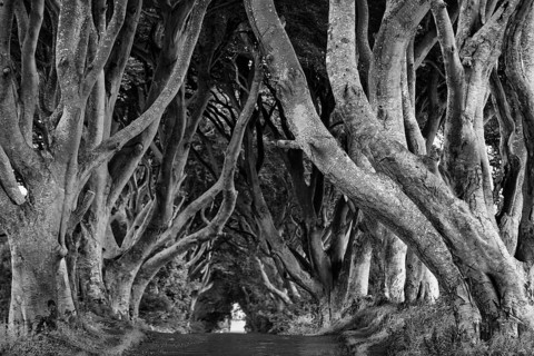 Famous avenue of beech trees, The Dark Hedges, tunnel avenue, mystical film set, film location for