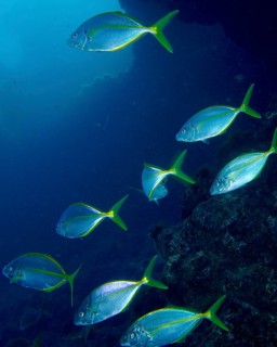 Several yellowfin mackerel (Pseudocaranx dentex) swimming in synchronisation along a deep sea
