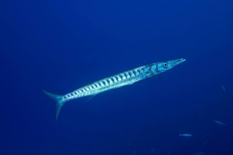 A barracuda (Sphyraena viridensis) swimming in clear blue water, dive site Bufadero, Palm Mar,
