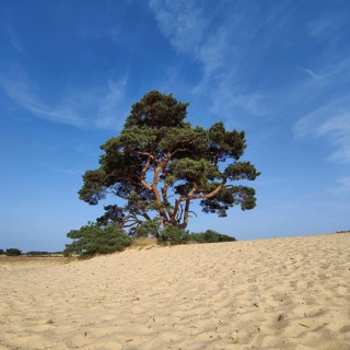 Pine tree in the De Pollen dune landscape, De Hoge Veluwe National Park, Otterlo, province of