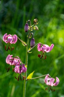 Close-up of a martagon lily (Lilium martagon), Sancy Massif, Auvergne-Rhone-Alpes, France, Europe