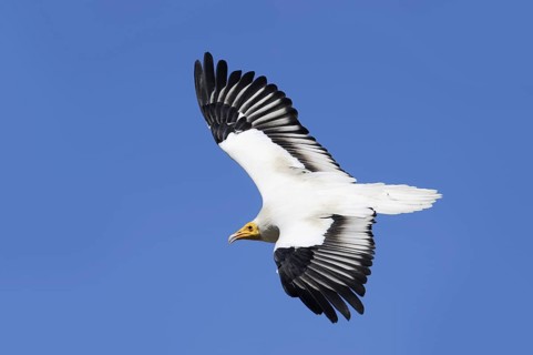 Egyptian Vulture (Neophron percnopterus) flying, Provence, South of France