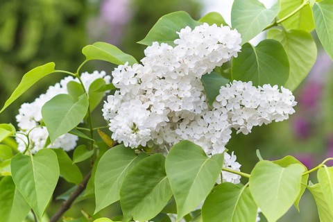 Blooming lilac in the botanical garden in spring