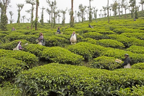 Indian tea pickers on a tea plantation, Thekkady, Kerala, India, Asia