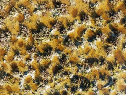 Detail of marshland near Sanlúcar de Barrameda. Aerial view. Drone shot. Cádiz province, Andalusia,