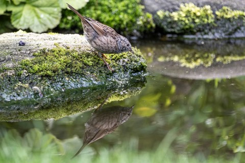 Dunnock (Prunella modularis), Emsland, Lower Saxony, Germany, Europe