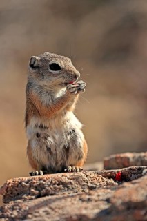 Antelope gopher, (Ammospermophilus harrisii), adult, on tree, foraging, Sonoran Desert, Arizona,