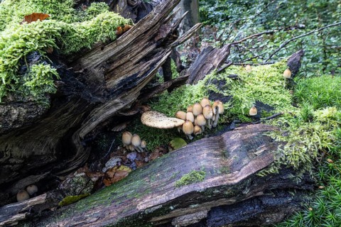 Fairies bonnet (Coprinus disseminatus), Emsland, Lower Saxony, Germany, Europe