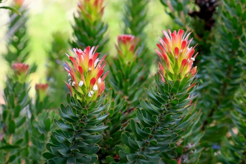 Protea Mimetes cucullatus (Mimetes cucullatus), flower, flowering, silver tree plant, Kirstenbosch