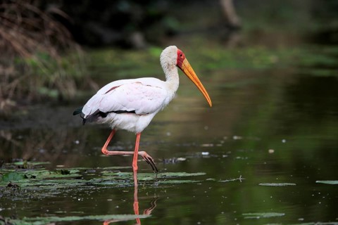Glutton (Mycteria ibis), adult, in the water, foraging, Kruger National Park, Kruger National Park,