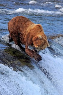 Grizzly bear (Ursus arctos horribilis), adult, in water, in summer, with salmon, hunting, with