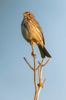 Corn bunting (Emberiza calandra) sitting on a branch, animal portrait, Bagges Dæmning, Ringkøbing