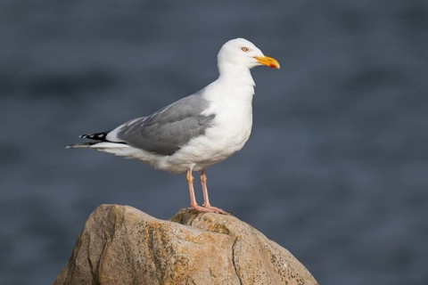 Herring Gull (Larus argentatus) standing on a stone, Hvide Sande, Denmark, Europe