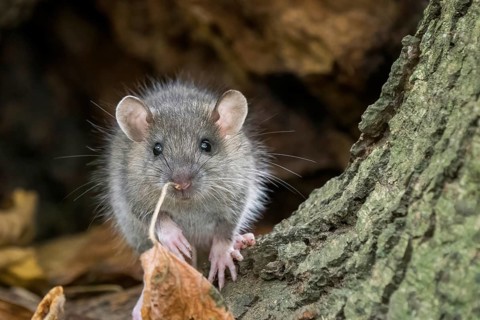 A juvenile Norway rat (Rattus norvegicus) climbs up a tree trunk surrounded by autumn leaves and a