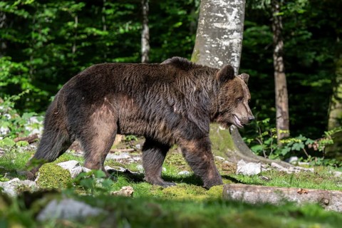European brown bear (Ursus arctos arctos) in the forest, Notranjska region, Slovenia, Europe