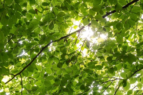 Sunbeams shining through leaves and branches of a beech tree, sculpture park, Humlebæk, Nivå Bugt,