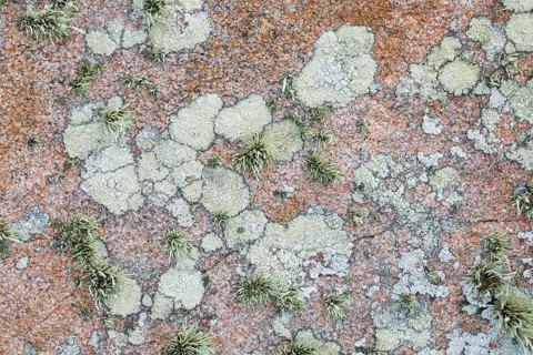 Pastel-coloured lichen on rocks in Brittany, France, Europe