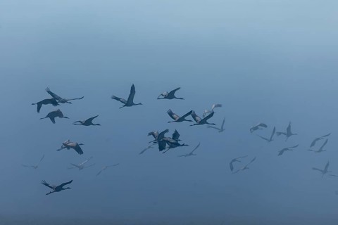 A flock of cranes flies through dense fog, Crane (Grus grus) wildlife, Western Pomerania Lagoon