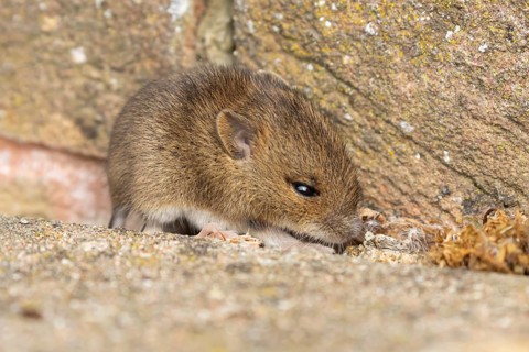 Brown rat (Rattus norvegicus) juvenile baby rodent animal emerging from a hole by a building brick