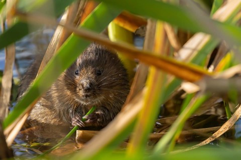Water vole (Arvicola amphibius) adult rodent animal feeding on a reed leaf in a reedbed on a pond,