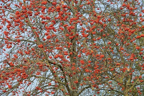 Rowanberry (Sorbus aucuparia), view into the tree crown without autumn leaves, red fruits, North