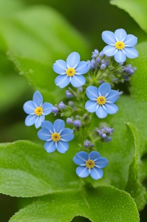 Macro of a forget-me-not (Myosotis sylvatica), revealing the intricate blue petals and the yellow