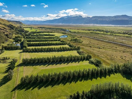 Reforestation in the Fljotsdalur valley, glacier Eyjafjallajökull in the back, Iceland, Europe