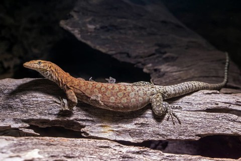 Pilbara rock monitor (Varanus pilbarensis), captive, Germany, Europe