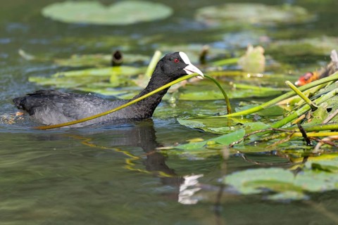 Eurasian burbot (Fulica atra) bringing a water lily to its nest. Bas Rhin, Alsace, France, Europe