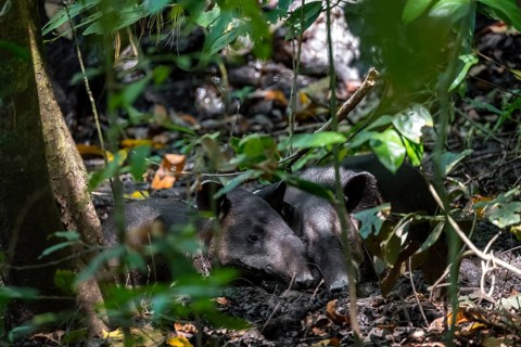 Baird's tapir (Tapirus bairdii), mother with young, lying asleep in the rainforest, Corcovado