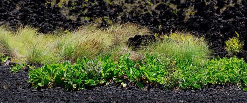 Close-up of grasses and plants on the lava floor in the greenery, Termas da Ferraria, Sao Miguel