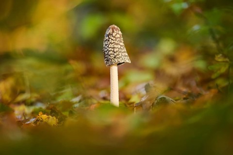 Magpie mushroom (Coprinopsis picacea) growing in a forest in autmn, Bavaria, Germany, Europe