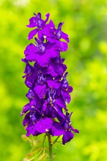 Close-up of purple delphinium flowers with blurred green background, Ternitz, Lower Austria,