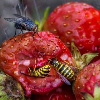 Wasps and flies eating rotten strawberries in garden