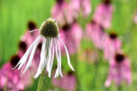 Flower of a white coneflower (Echinacea purpurea Alba), in the background purple cone flower