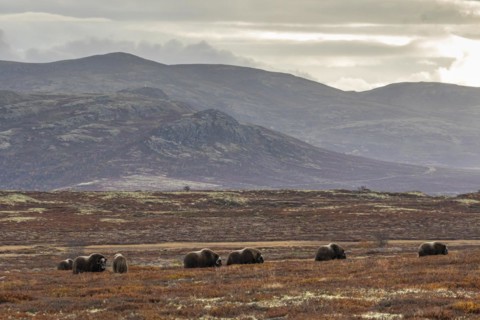 Herd of musk oxen (Ovibos moschatus), grazing, off Bergen, autumn, Dovrefjell National Park,